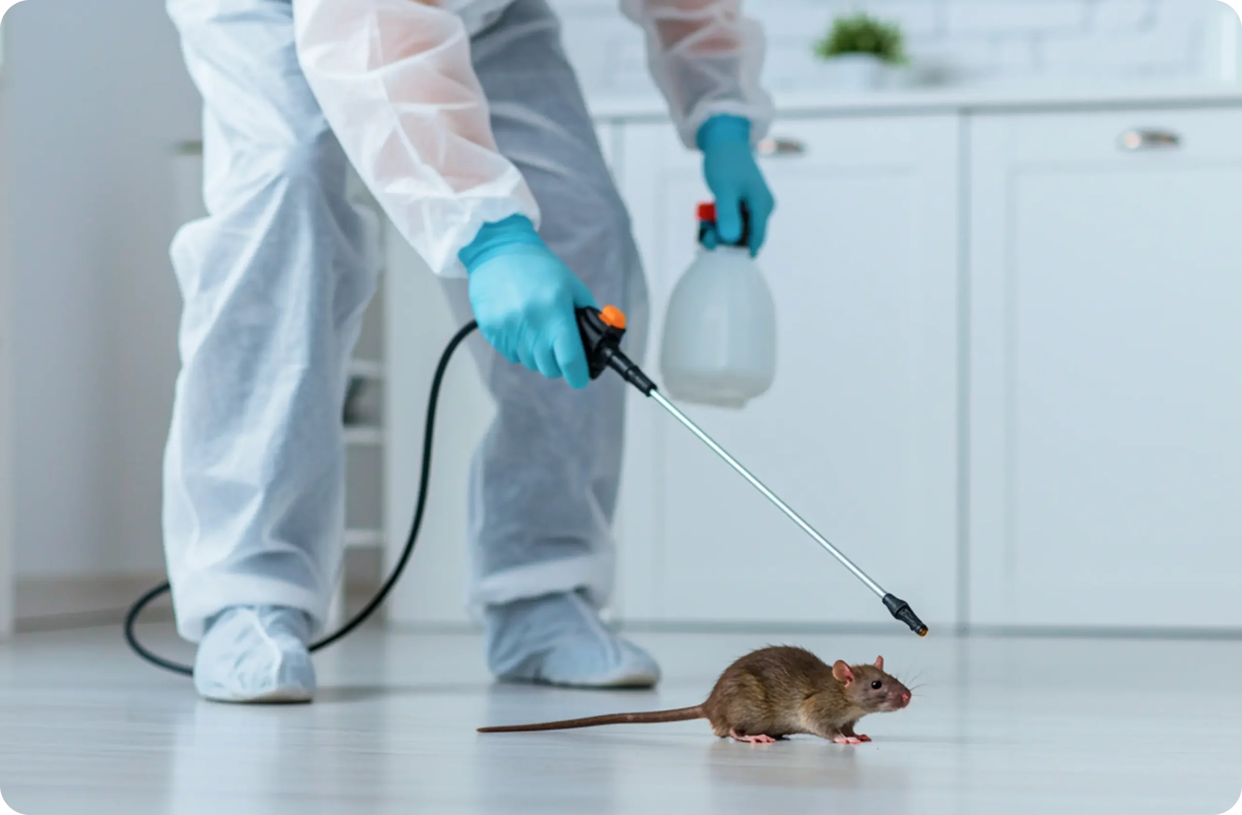 Rodent and Insect Control